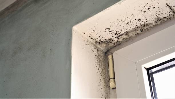Best Mold Prevention Services  in Perth Amboy, NJ