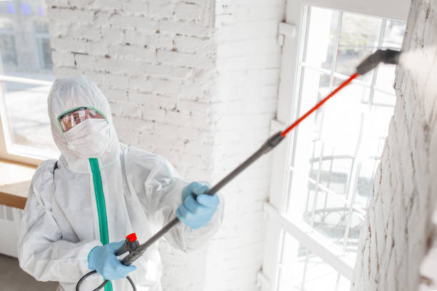 Best Mold Damage Restoration  in Perth Amboy, NJ