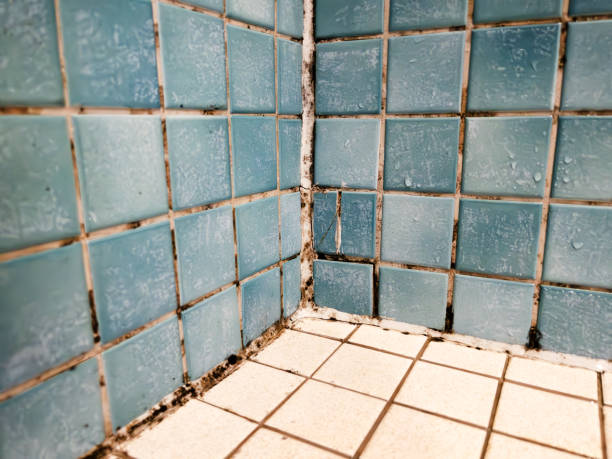 Best Residential Mold Inspection & Testing  in Perth Amboy, NJ
