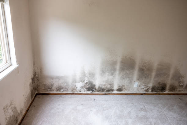Best Air Quality Testing for Mold Spores  in Perth Amboy, NJ