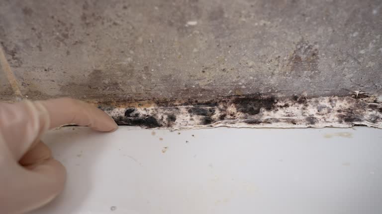 Best Environmental Consulting for Mold Prevention  in Perth Amboy, NJ
