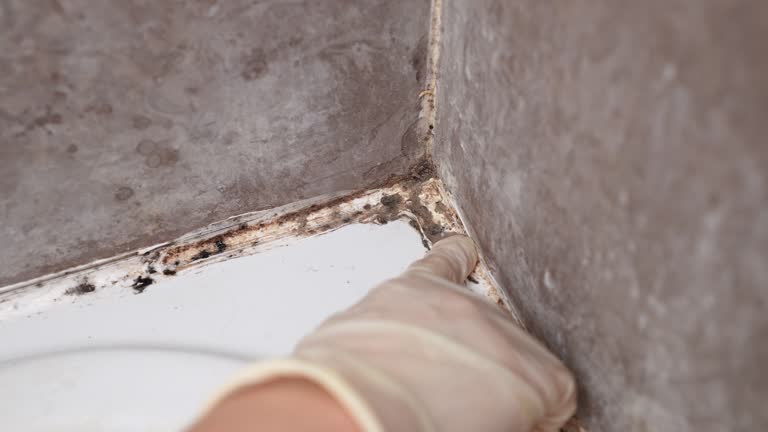 Best Mold Odor Removal Services  in Perth Amboy, NJ